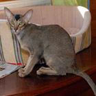 сиамский котенок