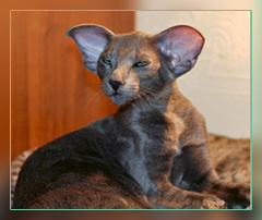 ориентальные кошки питомника Salambo