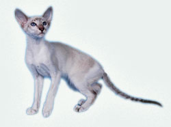 Сиамския(сейшельская) кошка